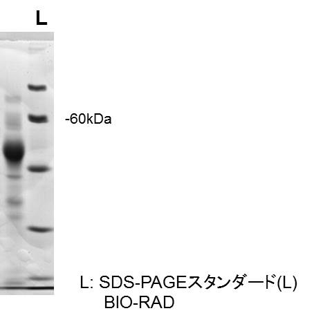 1D-secretome