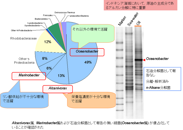 流出重油中の細菌群集