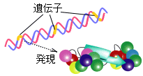 遺伝子と発現