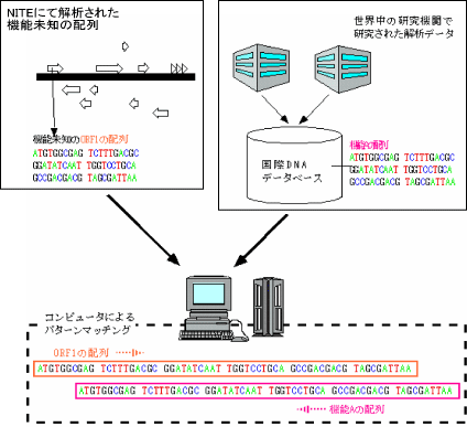 図３－２NITEにて解析された機能未知のORF配列と、国際的なDNAデータベースに保存されている世界中の研究機関で研究された解析データとのパターンマッチングによりORFの機能推定を行う。