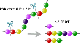 タンパク質の消化