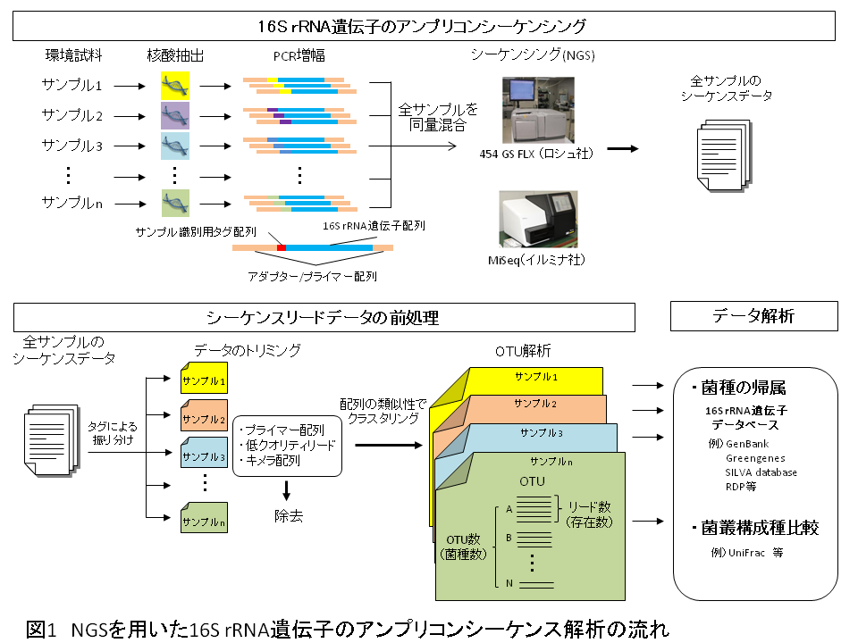 図１　NGSを用いた16S rRNA遺伝子のアンプリコンシーケンス解析の流れ