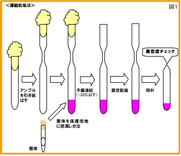 凍結乾燥法について、アンプル引き延ばし、菌体の分注、予備乾燥、真空乾燥、溶封、真空度チェックまでの手順を図示しています