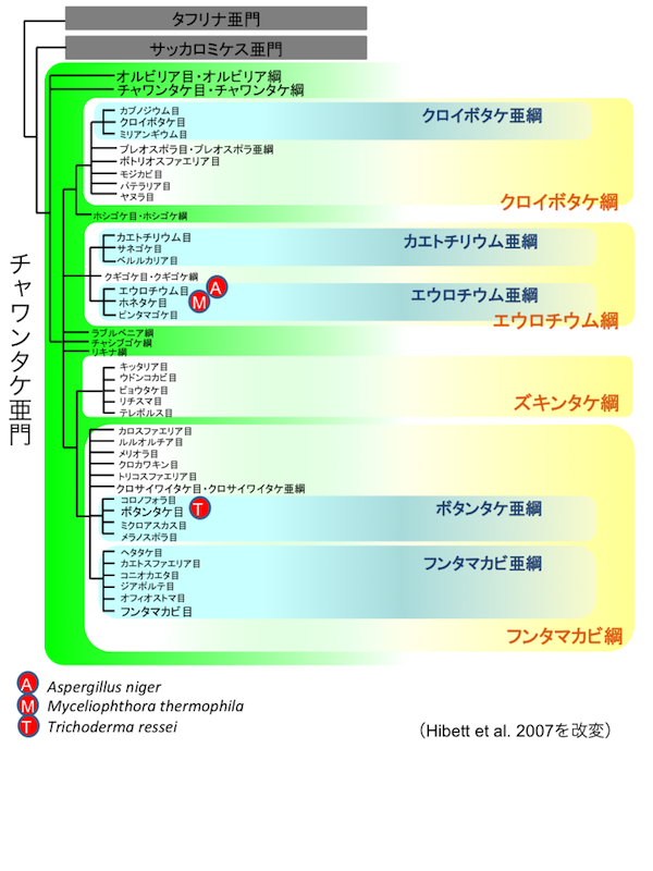 子嚢菌類(Ascomycota)リスト