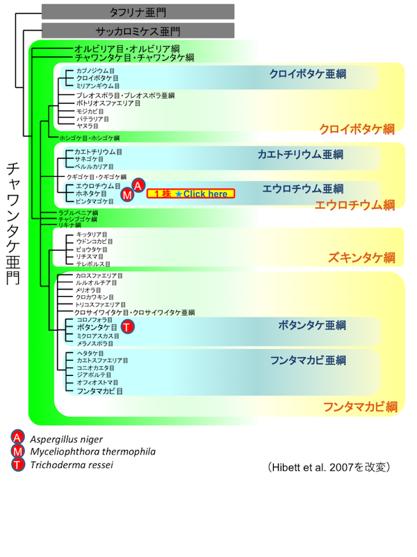 子嚢菌類(Ascomycota)リスト