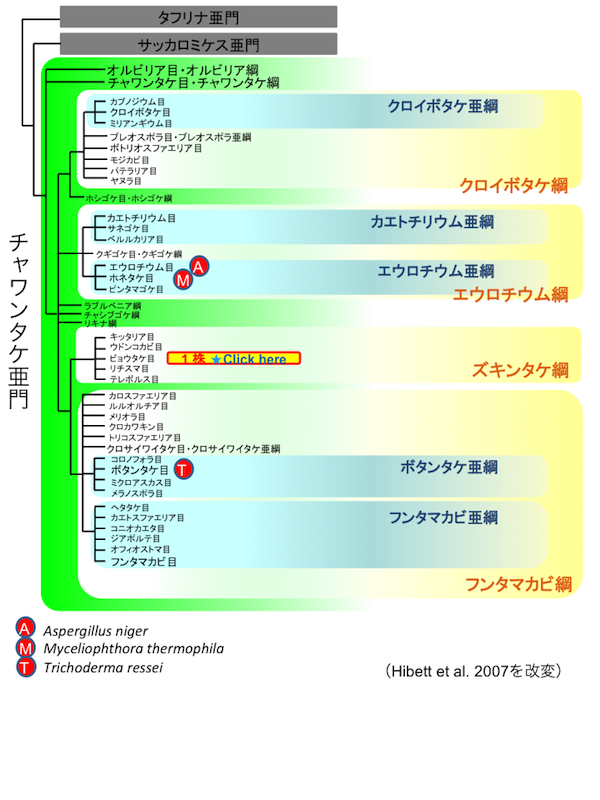 子嚢菌類(Ascomycota)リスト