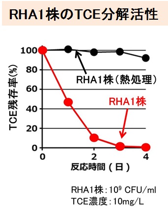 好気性トリクロロエチレン分解菌分解活性