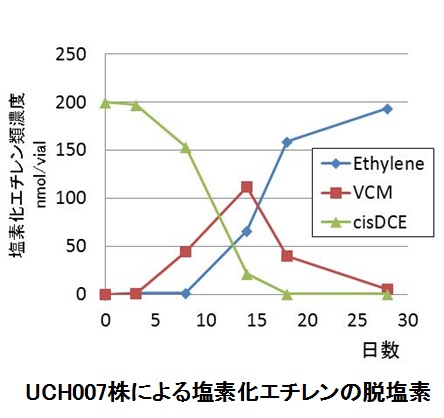 嫌気性塩素化エチレン脱塩素菌の脱塩素