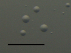 Mycoplasma pneumoniae NBRC 14401の培養2週間のコロニー画像