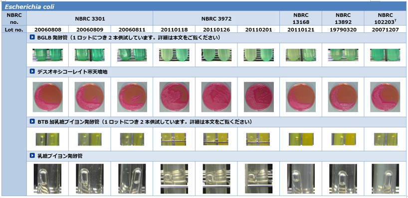 食品衛生検査指針に基づく性状試験結果 Escherichia coli