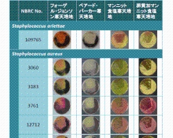 画像:Staphylococcus 属細菌の培養性状