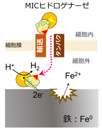 図２　メタン生成菌による鉄腐食機構