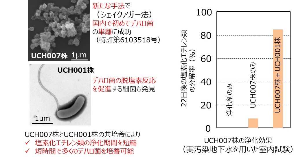 図３ デハロコッコイデス属細菌（デハロ菌）UCH007株の特徴