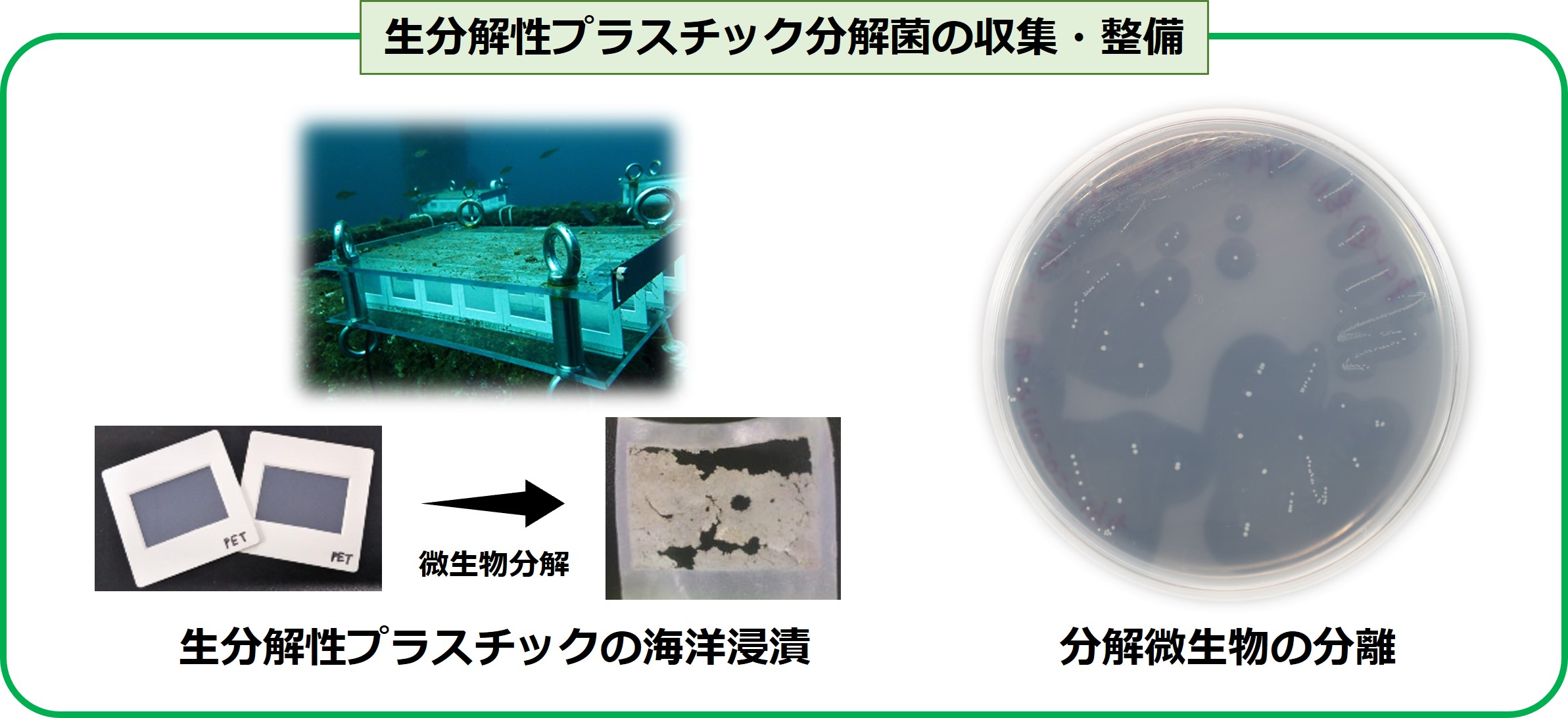 生分解性プラスチック分解菌の収集・整備の図