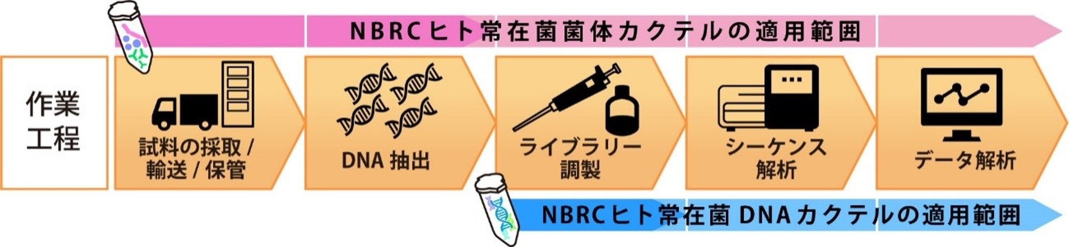 NBRCヒト常在微生物カクテルのアプリケーション例の図です